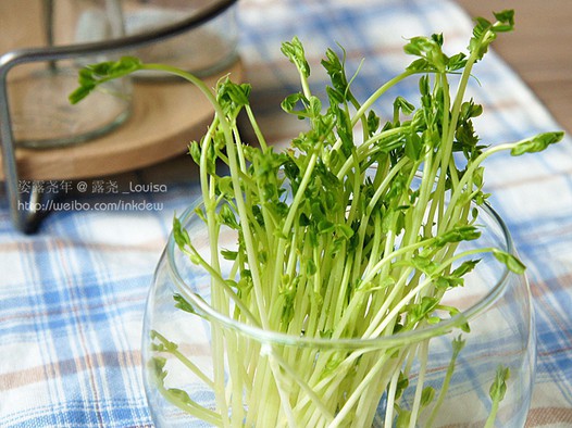 芽苗菜自留地的做法