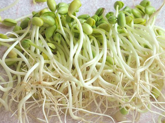 自发豆芽的做法