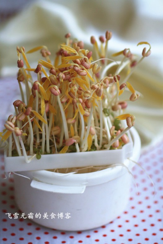 豆芽机豆芽的做法