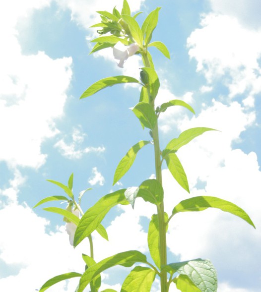 芝麻开花节节高的做法