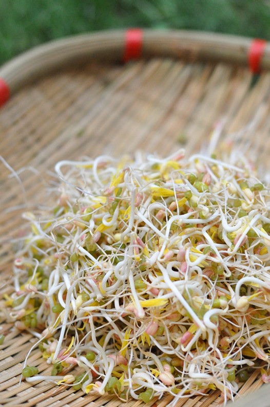发绿豆芽的做法