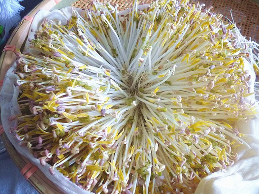 自制豆芽的做法