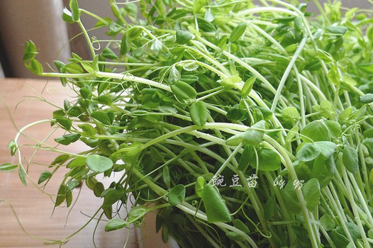 芽苗菜的做法
