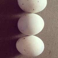 ƤࣨԼ棩 2