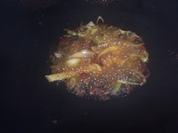 老丁的私房菜－竹笋烧鸡的做法步骤6