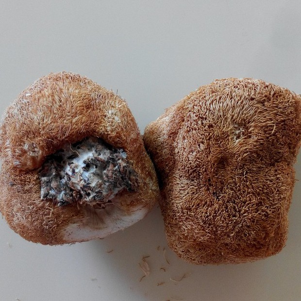 猴头菇炖老鸡(清淡滋补)的做法