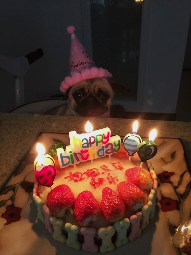 狗狗生日蛋糕的做法