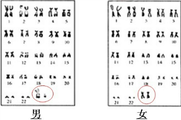 孕育男宝宝食谱_宝宝孕育指南_一岁半宝宝食谱食谱