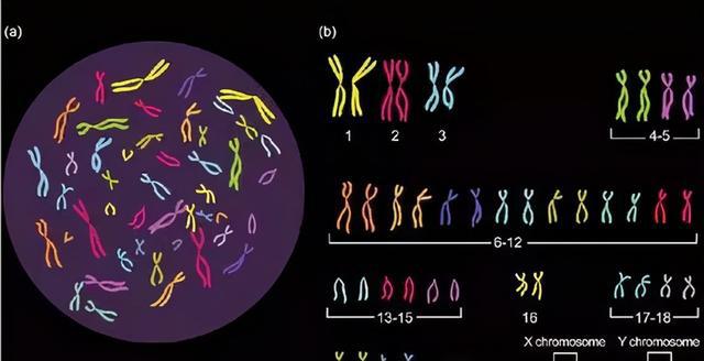 一岁半宝宝食谱食谱_宝宝孕育指南_孕育男宝宝食谱
