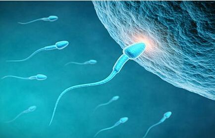 宝宝孕育指南_孕育男宝宝食谱_宝宝孕育