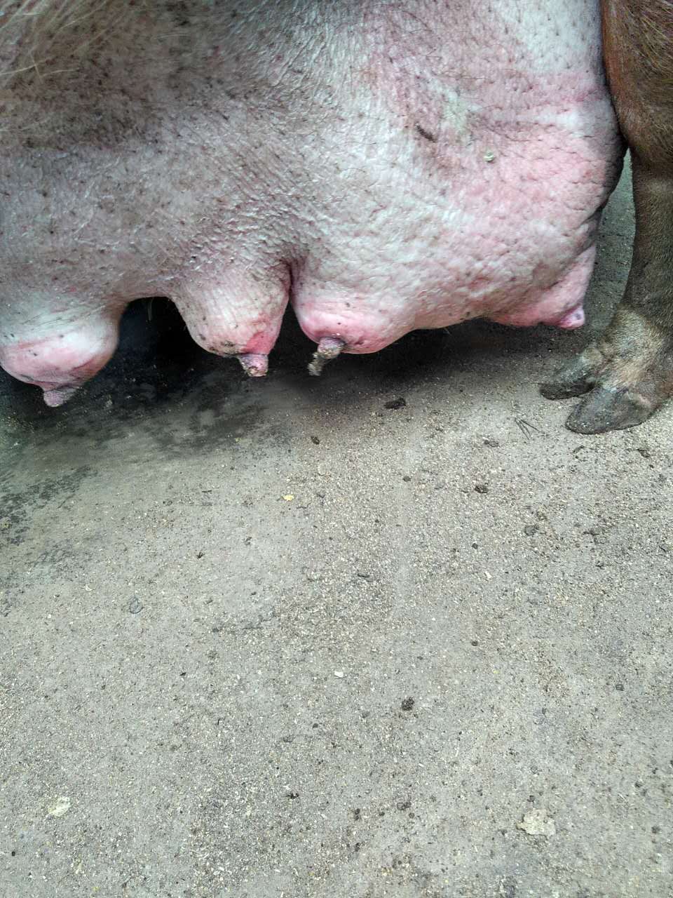 产妇下奶食谱_产妇催奶食谱_产妇吃什么下奶 催奶食谱 催奶