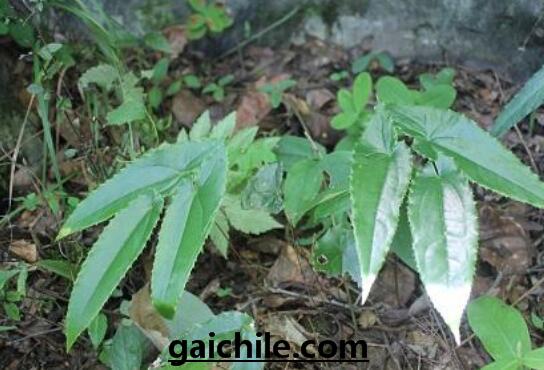 ����˴�׳��ֲ��