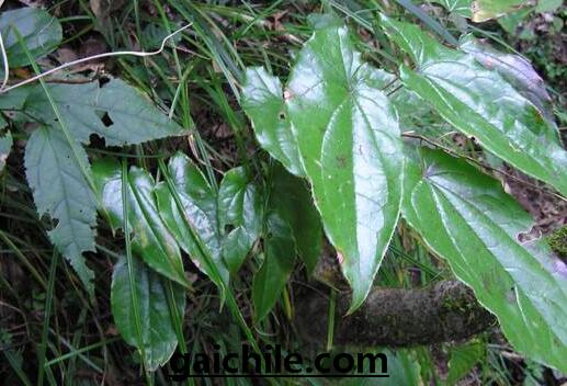 ����˴�׳��ֲ��