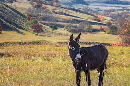 ���Ӳ�30��ʳ��_�������ʳ��_����ʳ��