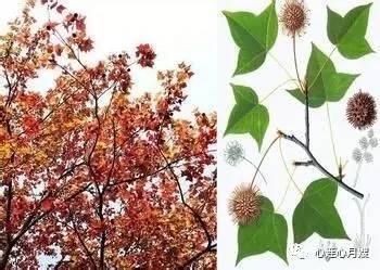 ���Ӳ�30��ʳ��ͼƬ