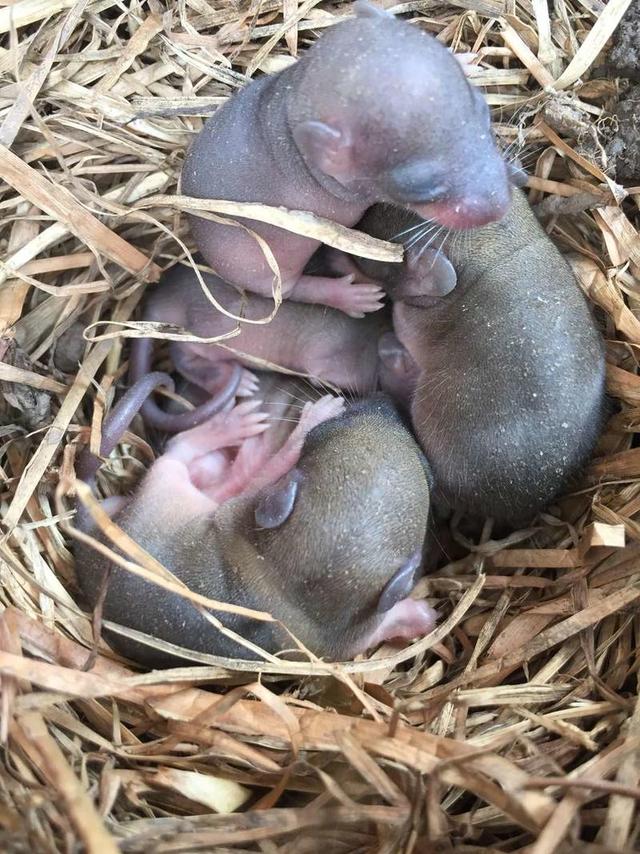 ����ʳ�����ɵ�����_�ع���������ϸ���������ʳ��_�����������ʳ��