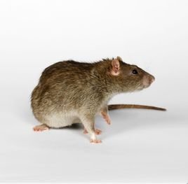 �ع���������ϸ���������ʳ��_����ʳ�����ɵ�����_�����������ʳ��