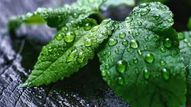 ��������ʳ��_����������_�����ʲô������