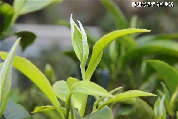 ��������ʳ��_�����ʲô����_��������