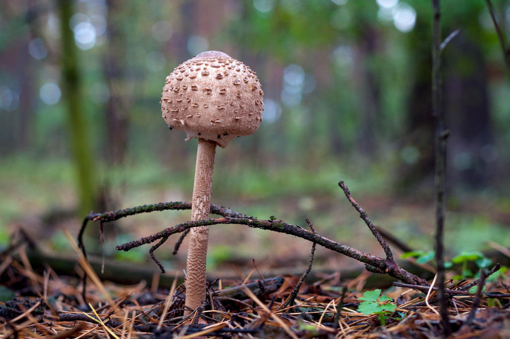 ��������ʳ��_����Ů����ʳ��_�����ܵ���