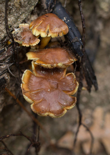 �����ܵ���_��������ʳ��_����Ů����ʳ��