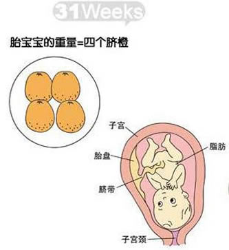 ������Ӫ��ʳ�״�ȫ_��������ʳ��_�в��� ʳ�� Ӫ��