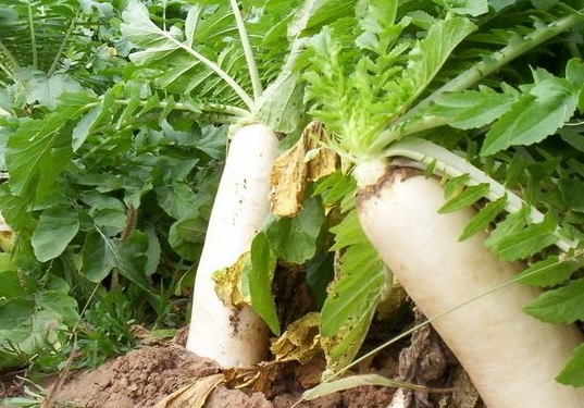 ��֢����ʳ�Ʋ���_��֢��ʳ��_��֢ʳ��ʳ��