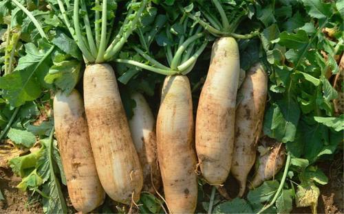 ��֢ʳ��ʳ��_��֢����ʳ�Ʋ���_��֢��ʳ��