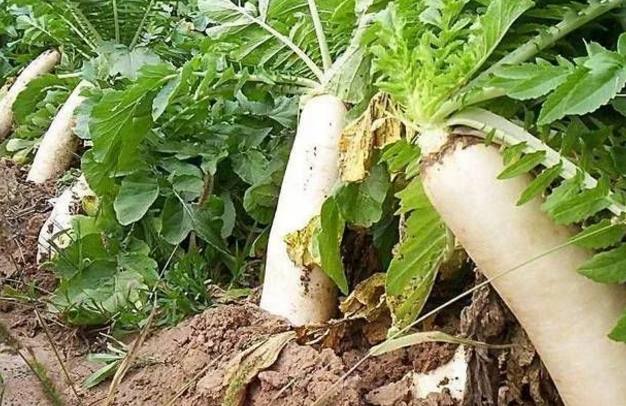 ��֢ʳ��ʳ��_��֢����ʳ�Ʋ���_��֢��ʳ��