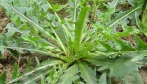 ��ǰ����ʳ��_��������ʳ��_���к�������ʳ��