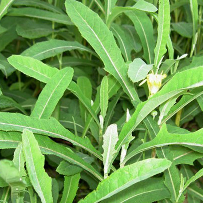 ��������ʳ��_���к�������ʳ��_��ǰ����ʳ��