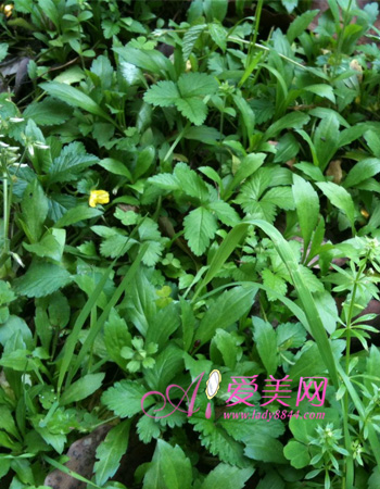 ��������ʳ��_���к�������ʳ��_��ǰ����ʳ��