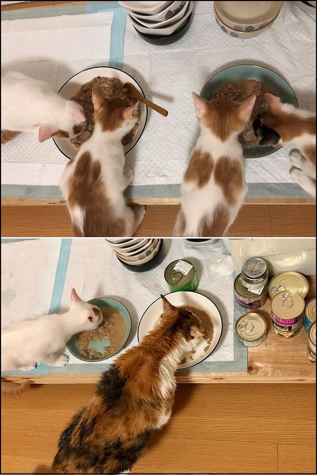 è������ʳʳ��