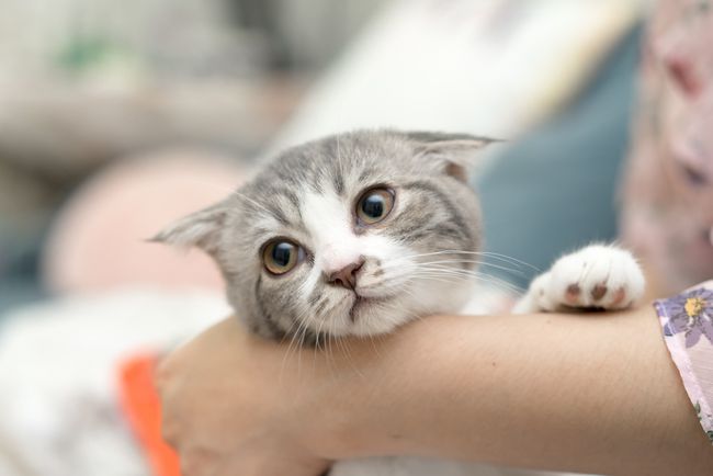 è������ʳʳ��_һ��뱦��ʳ�� һ��뱦������ʳ��_�и���ʳʳ��