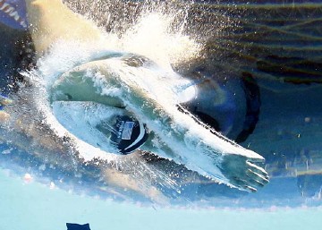 �ƶ���˹ʳ�׽��أ�