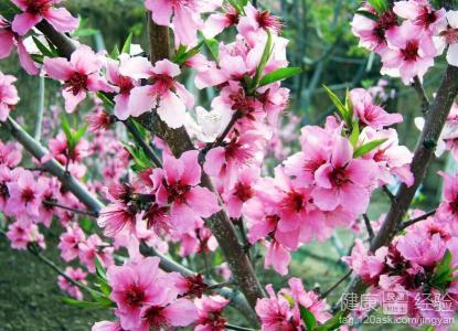 �������ݵ�ʳ��_��Ѫ����ʳ��_����������Чʳ��