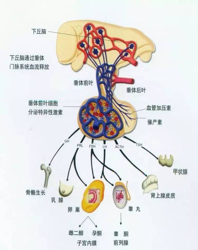 �����ѳ����ȵ���ʳ��_�ѳ��м��������Ƕ����ѳ�_�ȵ��ظ߾��Ƕ����ѳ�