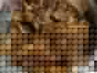 ƼҳЫ